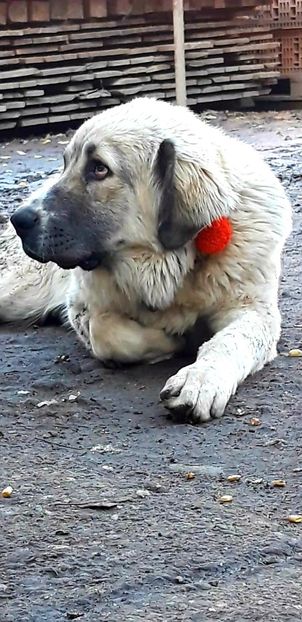  - Ciobanesti Romanesti