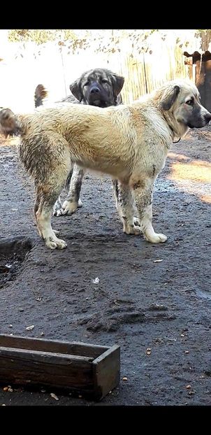  - Ciobanesti Romanesti