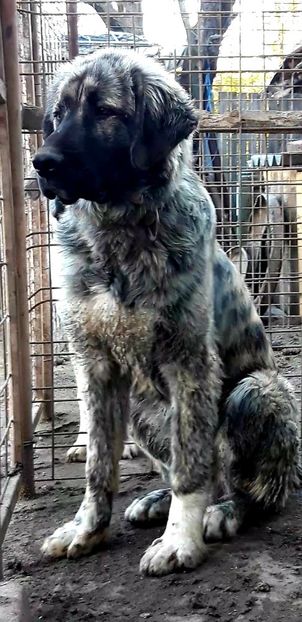  - Ciobanesti Romanesti