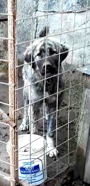  - Ciobanesti Romanesti