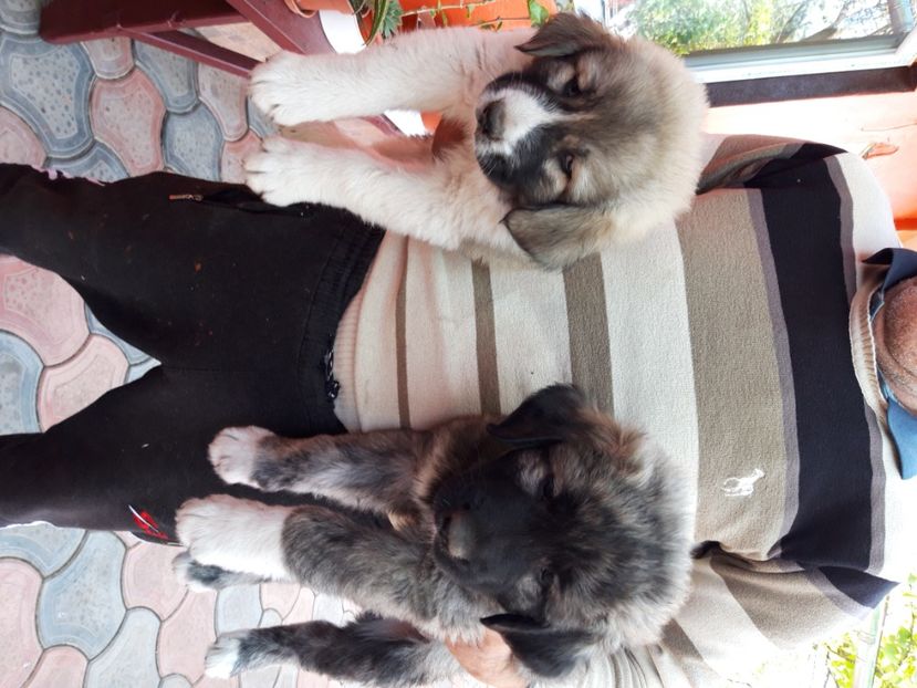  - Ciobanesti Romanesti