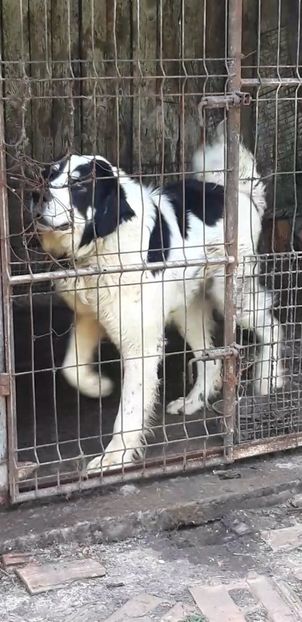 Screenshot_20240521-110714_Video Player - Ciobanesti Romanesti