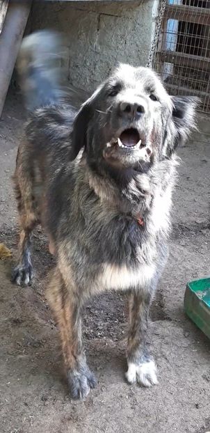 Screenshot_20240521-110745_Video Player - Ciobanesti Romanesti