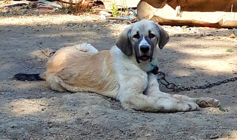  - Ciobanesti Romanesti