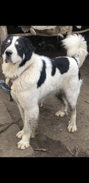 Screenshot_20230414-201721_Gallery - Ciobanesti Romanesti