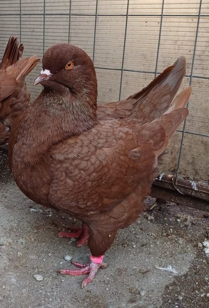 IMG-20241116-WA0012 - King 2024