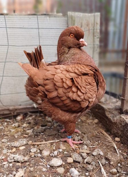 IMG-20241116-WA0008 - King 2024