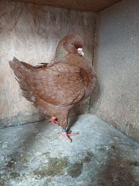 IMG-20241116-WA0003 - King 2024