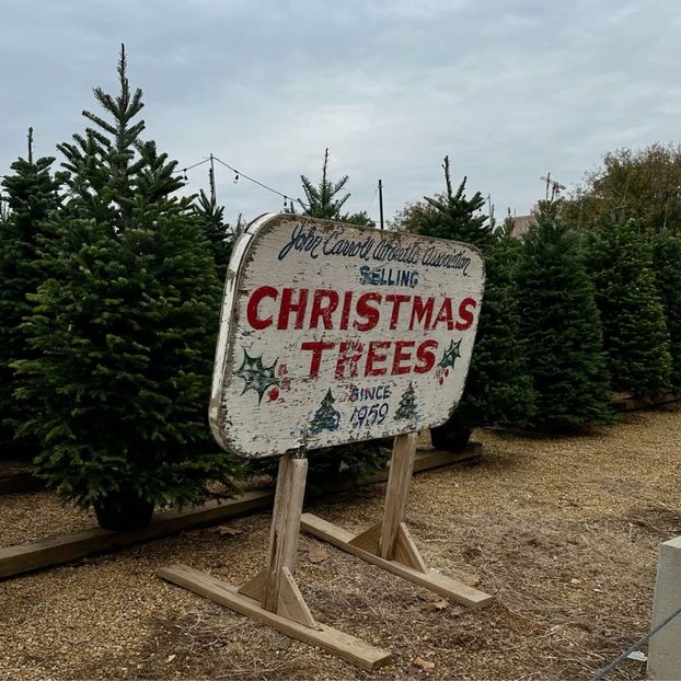 i don't follow a calendar, merry xmas come buy one of my trees - Collection of Tintypes