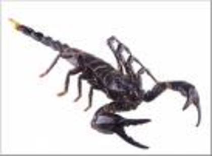 CA01LHTQ - scorpioni