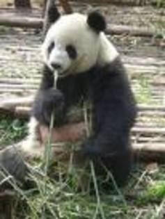 CAWX6BS9 - panda