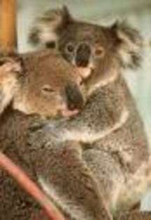 CABIZUJB - koala