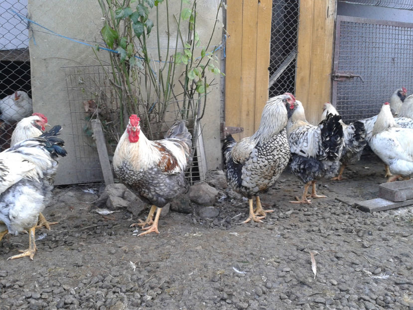  - 4 - Masculi cu și fără barbă - S1 din 2022 - AMINTIRI - duminică 13 noiembrie 2022