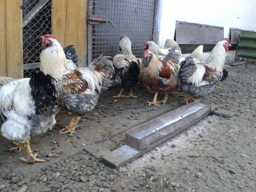  - 4 - Masculi cu și fără barbă - S1 din 2022 - AMINTIRI - duminică 13 noiembrie 2022