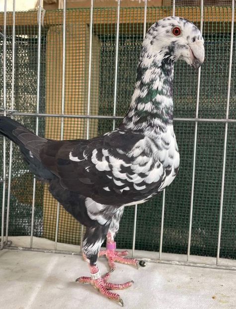 31A0580E-026B-4DC6-A60D-20CF7B73C13B - Germani