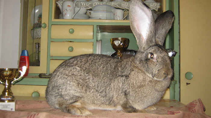 lungime de 76cm - campionii mei