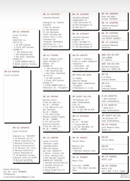 electra1 - Porumbei voiajori la matca