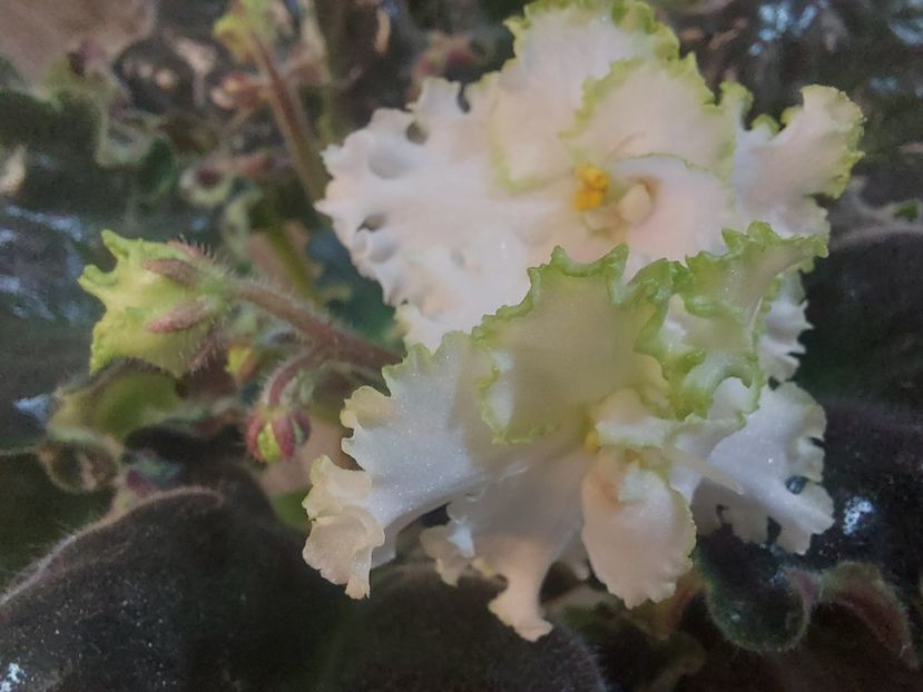  - Violeta EK-Izumrudnoe Kruzhevo