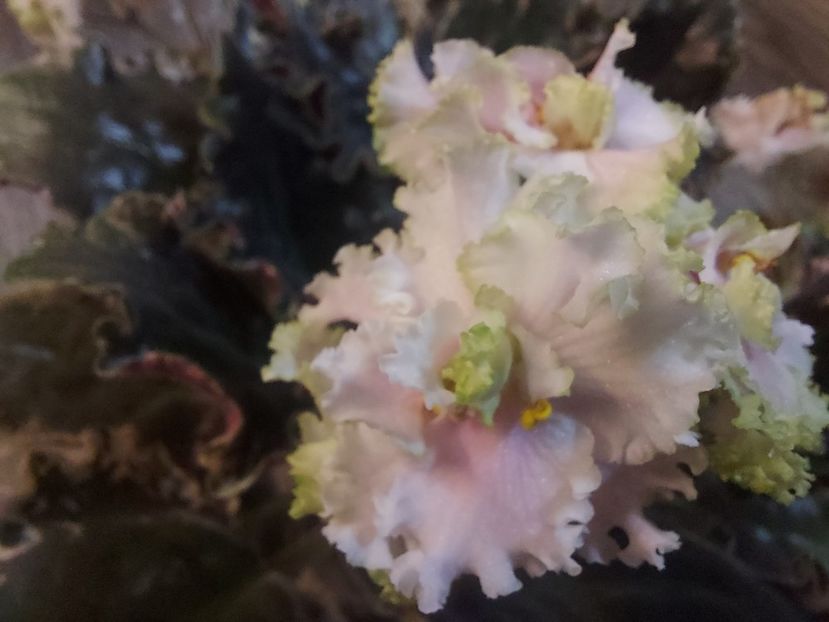  - Violeta EK-Izumrudnoe Kruzhevo