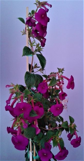  - achimenes Jenifer Goode iem 1985