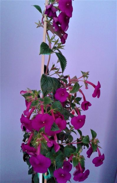  - achimenes Jenifer Goode iem 1985