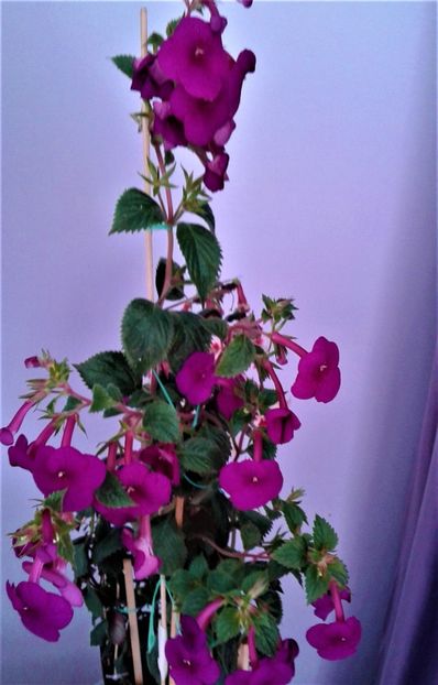  - achimenes Jenifer Goode iem 1985