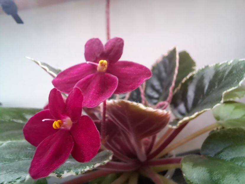  - Violeta Mac s rouge rogue