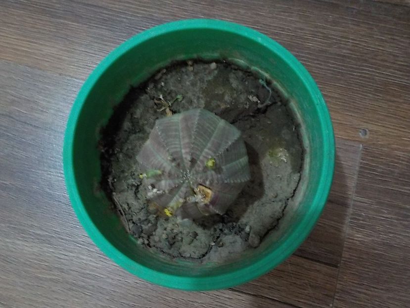  - euphorbia obesa