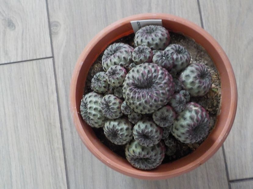  - rebutia rauschii-2019