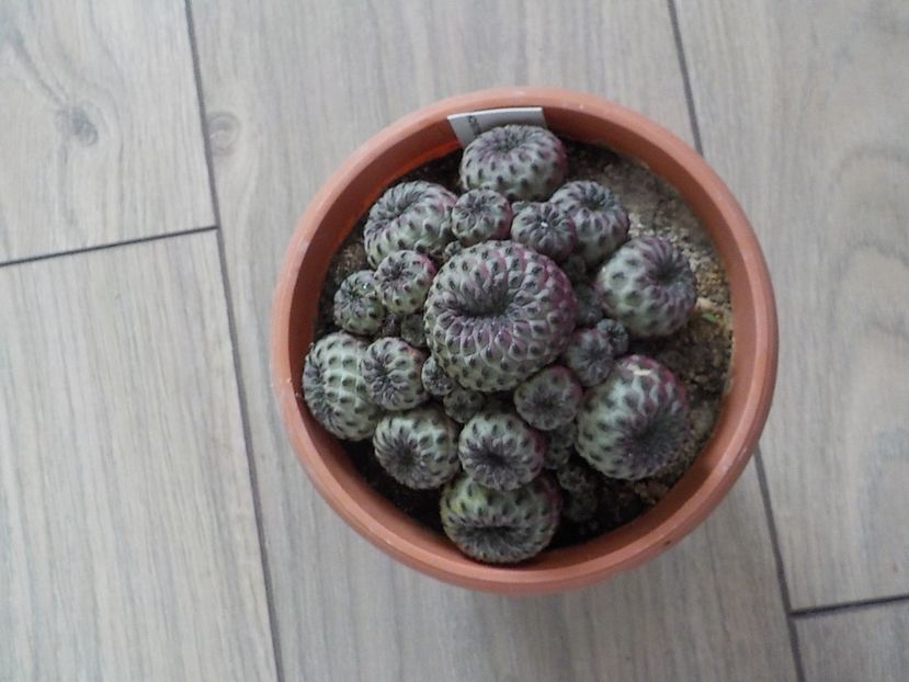  - rebutia rauschii-2019