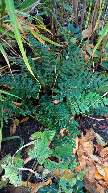  - 2024 - 03 - Toamna