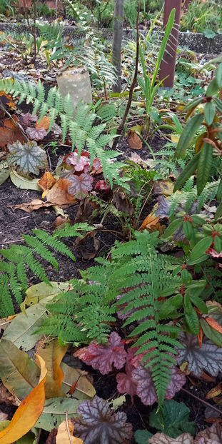  - 2024 - 03 - Toamna