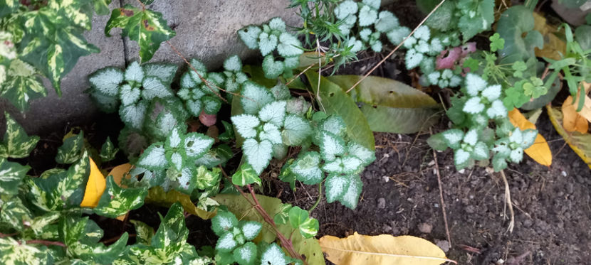  - 2024 - 03 - Toamna