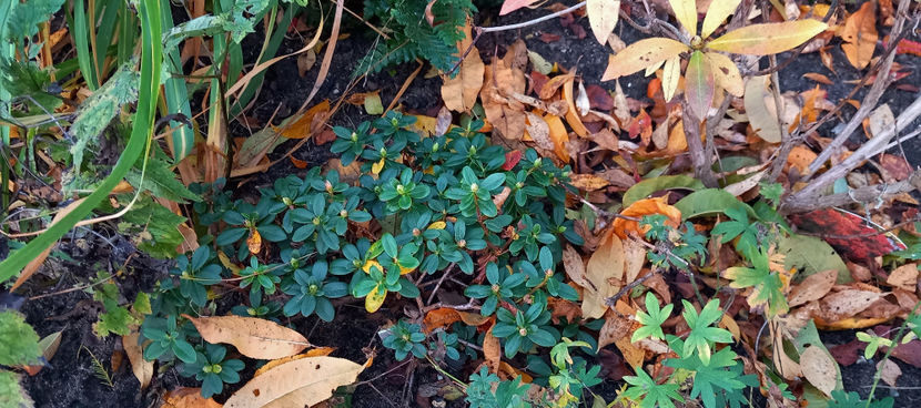  - 2024 - 03 - Toamna