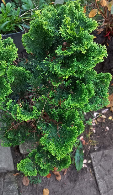  - 2024 - 03 - Toamna