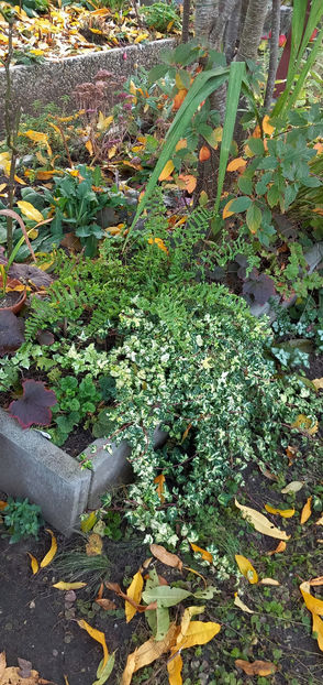  - 2024 - 03 - Toamna