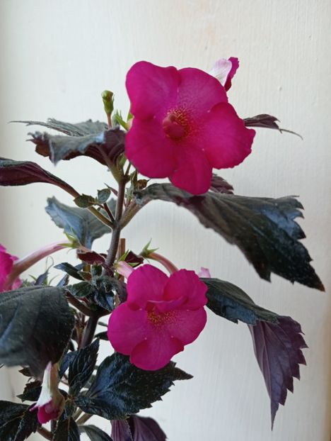  - RFs Berry Sweet