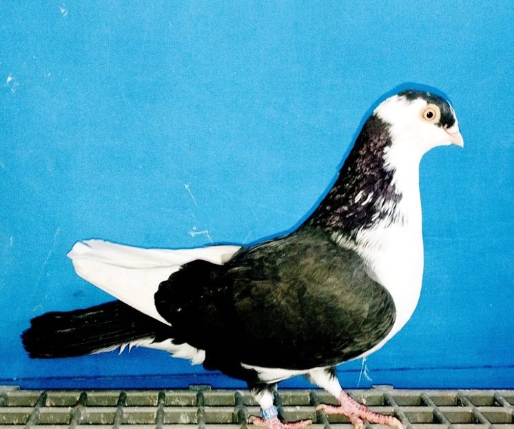 13453  Mascul  2024 - Jucători de Galați