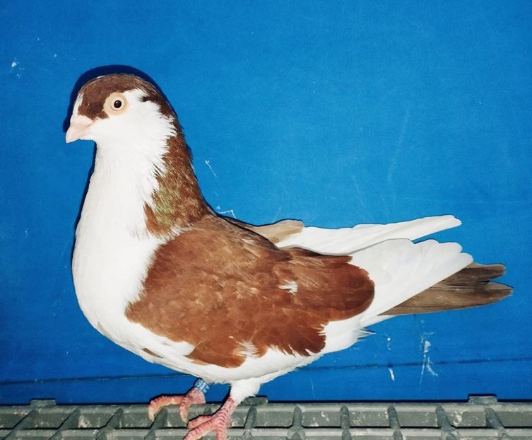 28093  Femelă  2024 - Jucători de Galați