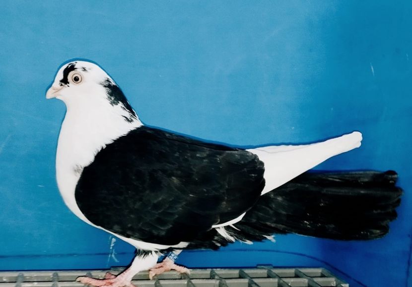 28089  Femelă  2024 - Jucători de Galați