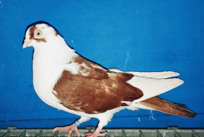 28078  Femelă  2024 - Jucători de Galați