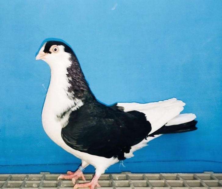 28056  Femelă  2024 - Jucători de Galați