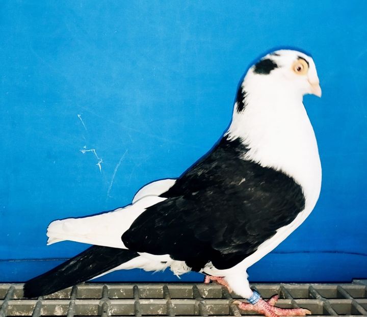 13465  Mascul  2024 - Jucători de Galați