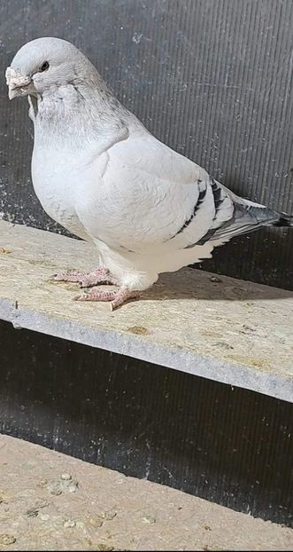 M 2021 - VOIAJOR ROMANESC DE FRUMUSETE MASCULI