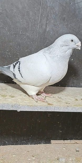 M 2021 - VOIAJOR ROMANESC DE FRUMUSETE MASCULI