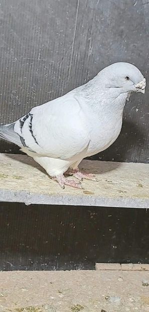 M 2021 - VOIAJOR ROMANESC DE FRUMUSETE MASCULI