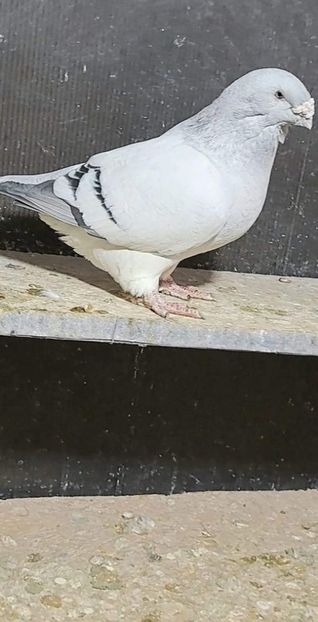 M 2021 - VOIAJOR ROMANESC DE FRUMUSETE MASCULI