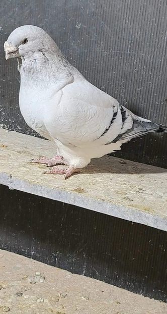 M 2021 - VOIAJOR ROMANESC DE FRUMUSETE MASCULI