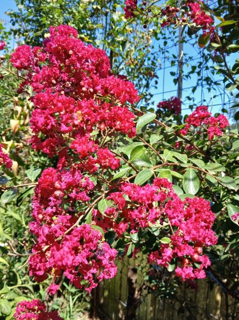  - 0 Lagestroemia-liliac indian