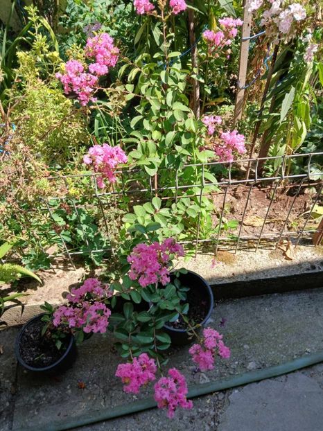  - 0 Lagestroemia-liliac indian